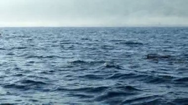 Grup önünde tekne Bali, Endonezya geçirerek yunusların