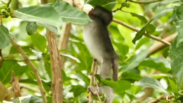 Close Van Makaak Monkey Monkeyforest Ubud Bali — Stockvideo