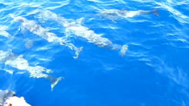 Mulher Europeia Loira Tirar Fotos Móveis Golfinhos Frente Barco — Vídeo de Stock