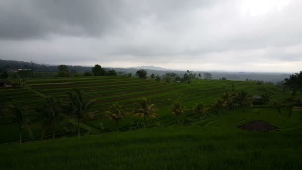 Terrazas Arroz Jatiluwih Tabanan Indonesia — Vídeo de stock