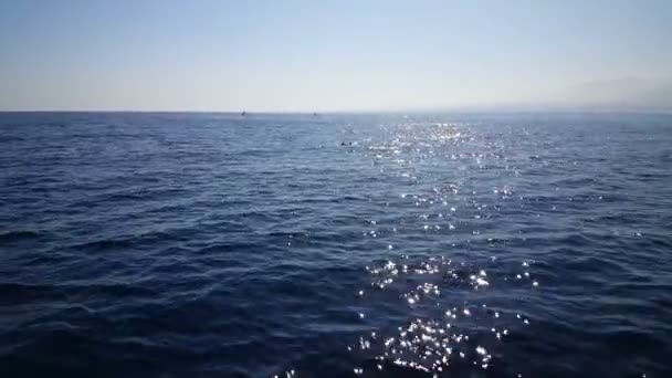 インドネシア バリ島でのボートの前を横切るイルカのグループ — ストック動画