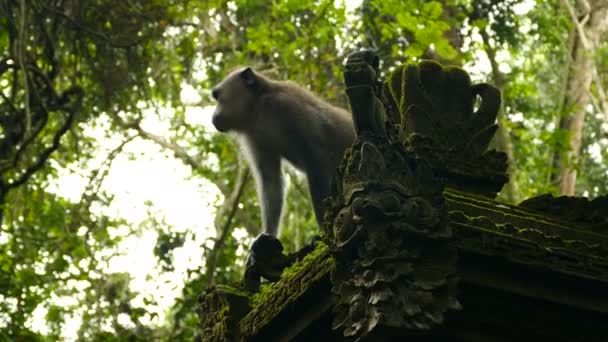 Gros Plan Singe Macaque Dans Forêt Singes Ubud Bali — Video