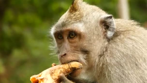 Close Van Makaak Monkey Monkeyforest Ubud Bali — Stockvideo