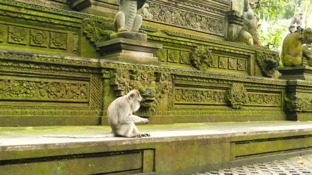 Małpy na ścianie w Polonnaruwa — Wideo stockowe