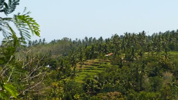 Pohled Přes Rýžové Terasy Indonésii — Stock video