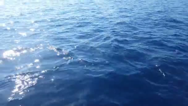 Grupo Delfines Frente Barco Mar Bali Indonesia — Vídeos de Stock