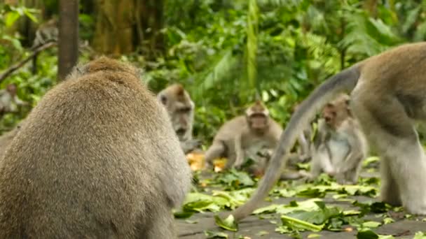Monkeys on wall in Polonnaruwa — Stock Video