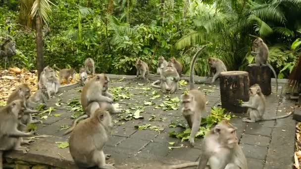 Affen an der Wand in polonnaruwa — Stockvideo