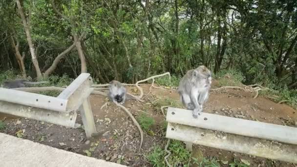 Singes sur le mur à Polonnaruwa  