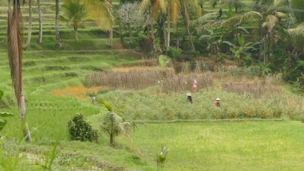 Agricultores Trabalho Campo Arroz Tabanan Indonésia — Vídeo de Stock