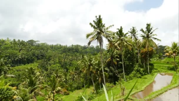 Luchtfoto Beeldmateriaal Een Verbazingwekkende Landschap Van Bali Mooie Dag — Stockvideo