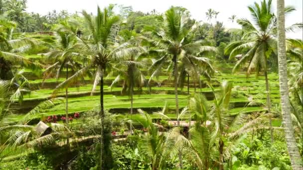 Luchtfoto Beeldmateriaal Een Verbazingwekkende Landschap Van Bali Mooie Dag — Stockvideo