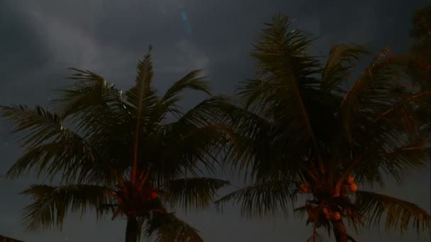 巴厘岛上空的两棵棕榈树 — 图库视频影像