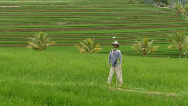 Korkuluk Jatiluwih Pirinç Terasları Tabanan Endonezya Arasında — Stok video