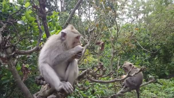 Ağaç Ubud Bali Makak Maymunlar — Stok video
