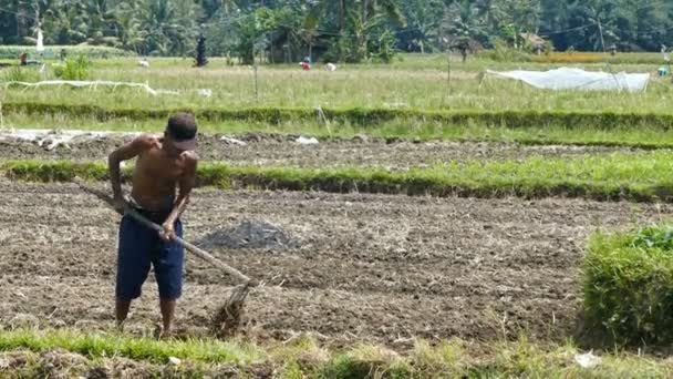 Landwirtschaft Auf Dem Feld Bali — Stockvideo
