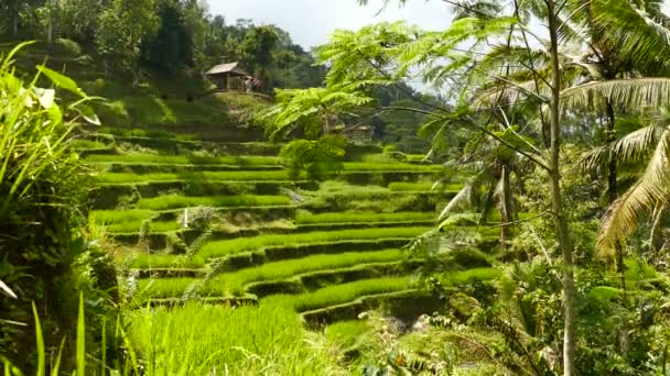 Aerial Film Ett Fantastiskt Landskap Bali Vacker Dag — Stockvideo