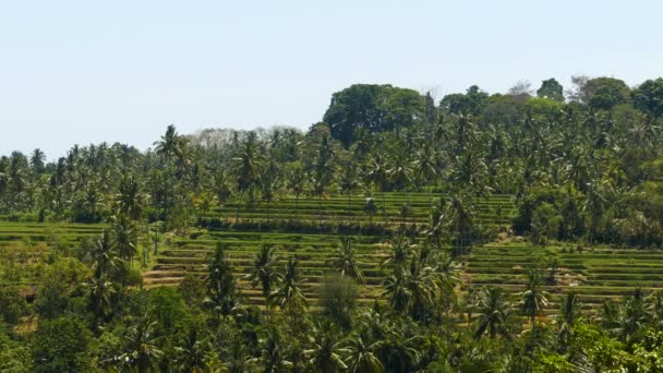 Pohled Přes Rýžové Terasy Indonésii — Stock video