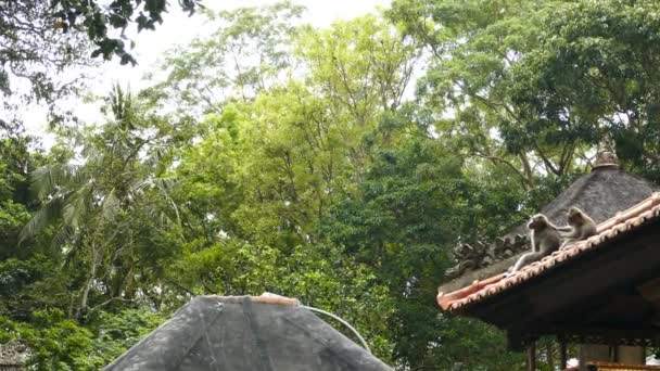 Мавп на стіні в Polonnaruwa — стокове відео