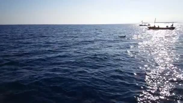 Mulher Europeia Loira Tirar Fotos Móveis Golfinhos Frente Barco — Vídeo de Stock