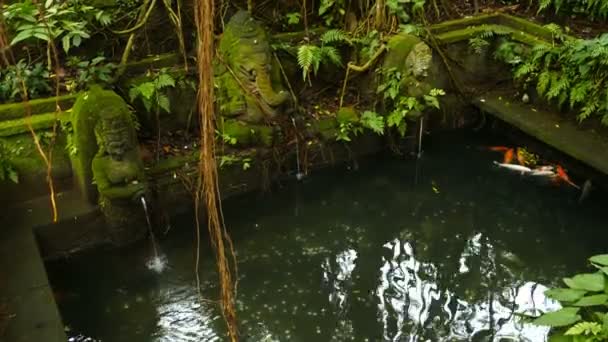 Ancien Étang Avec Carpe Koï Dans Forêt Ubud Bali — Video