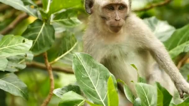 Gros Plan Singe Macaque Dans Forêt Singes Ubud Bali — Video