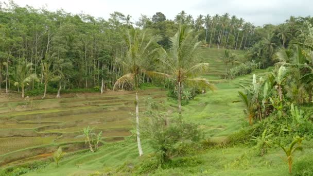 Luftaufnahmen Einer Atemberaubenden Landschaft Von Bali Bei Schönem Tag — Stockvideo