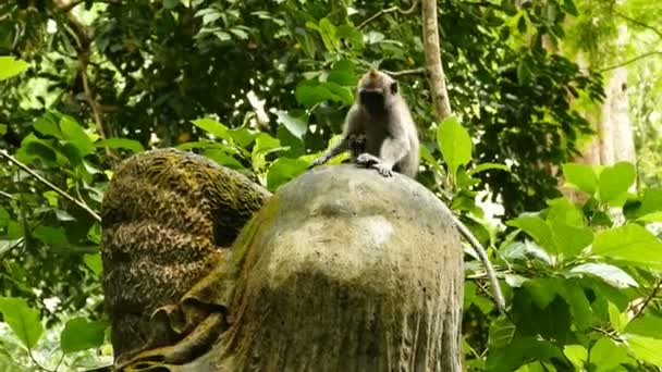 Gros Plan Singe Macaque Dans Forêt Singes Ubud Bali — Video