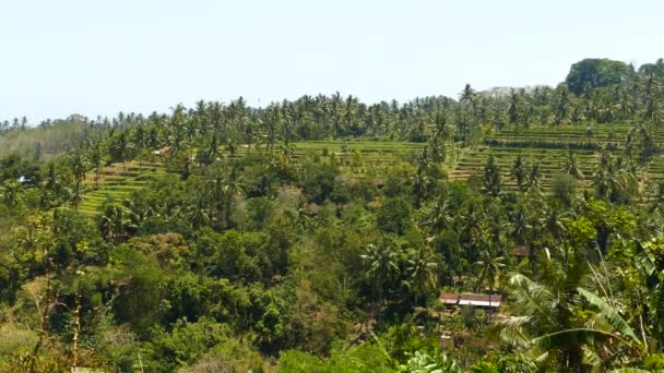 Vista Sobre Terrazas Arroz Indonesia — Vídeos de Stock