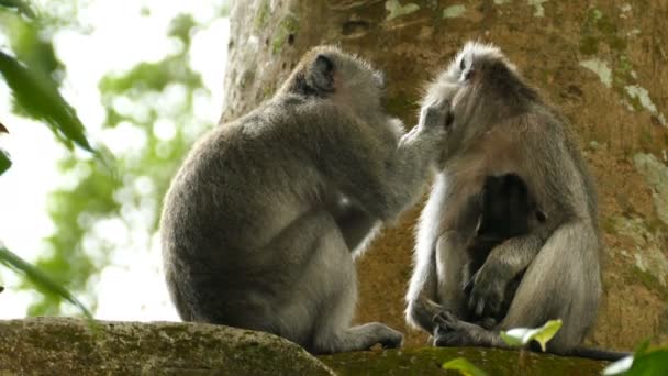 Monkeys on wall in Polonnaruwa — Stock Video