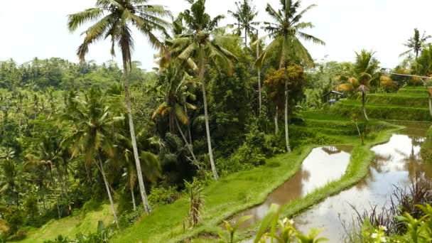 Mariposa Terraza Arroz Desa Pakraman Cerca Ubud Bali Indonesia — Vídeos de Stock