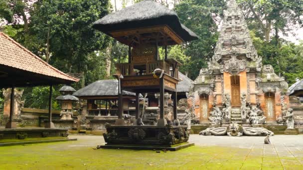 Wild Monkeys Front Temple Monkeyforest Ubud Bali — Stock Video