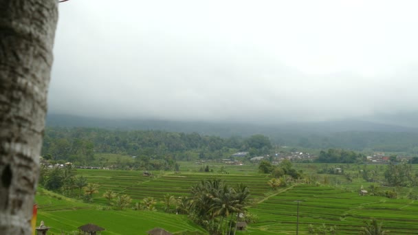 ジャティルウィの棚田 タバナン インドネシア — ストック動画