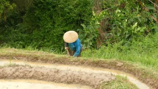 Bauer Bei Der Arbeit Auf Reisfeldern Tabanan Indonesien — Stockvideo