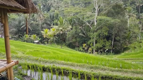 Tegallalang Risterrasser Ubud Bali — Stockvideo