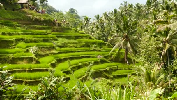 Desa Pakraman Rice Terrace Ubud Bali Indonesien — Stockvideo