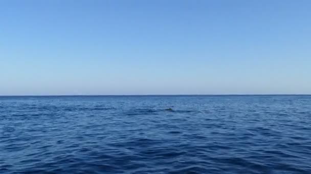 Duża Grupa Delfiny Skoków Przodu Łodzi Bali Indonezja — Wideo stockowe