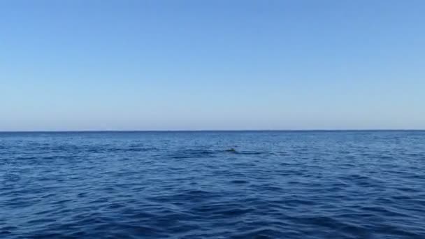 Grand Groupe Dauphins Sautant Devant Bateau Bali Indonésie — Video