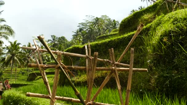 Planket Desa Pakraman Risfälten Nära Ubud Bali — Stockvideo