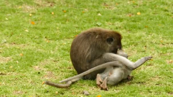 Zwei Makakenaffen Spielen Auf Gras Affenwald Ubud — Stockvideo