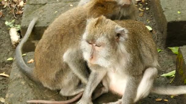 Monos en la pared en Polonnaruwa — Vídeo de stock