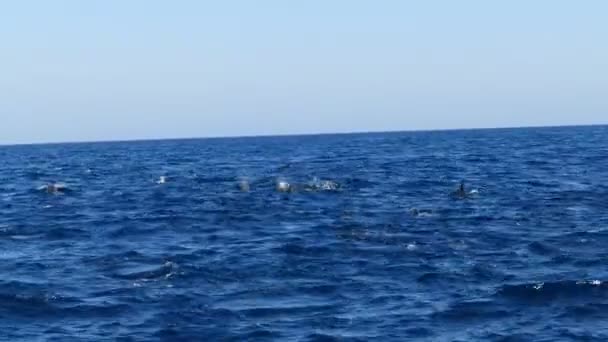 Grupo Delfines Que Pasan Por Mar Bali Indonesia — Vídeos de Stock
