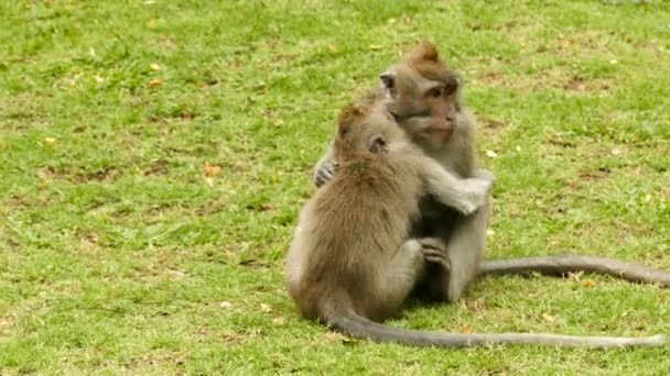Two Macaque Monkeys Playing Grass Monkeyforest Ubud — Stock Video