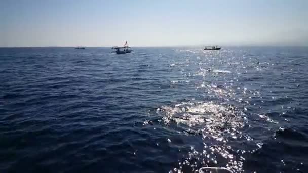 Mujer Europea Rubia Tomar Fotos Móviles Delfines Frente Del Barco — Vídeo de stock