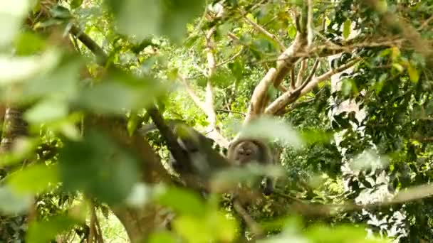 Singes Macaques Sur Arbre Ubud Bali — Video