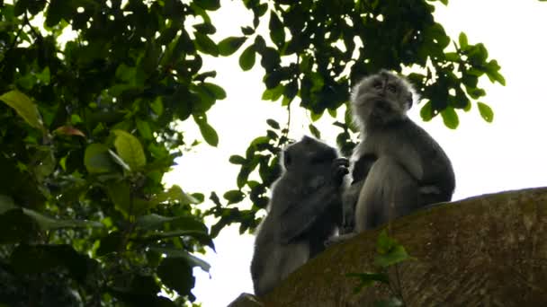 Monos en la pared en Polonnaruwa — Vídeos de Stock