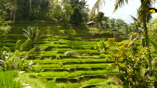 Luchtfoto Beeldmateriaal Een Verbazingwekkende Landschap Van Bali Mooie Dag — Stockvideo