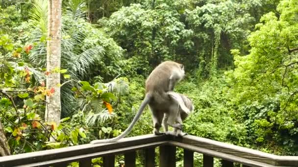 Affen an der Wand in polonnaruwa — Stockvideo
