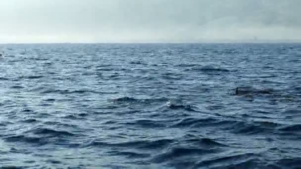 Ομάδα Των Δελφινιών Που Περνούσε Μπροστά Από Σκάφος Μπαλί Ινδονησία — Αρχείο Βίντεο