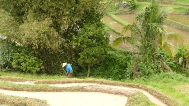 Agricultor Trabajo Arrozal Tabanan Indonesia — Vídeos de Stock